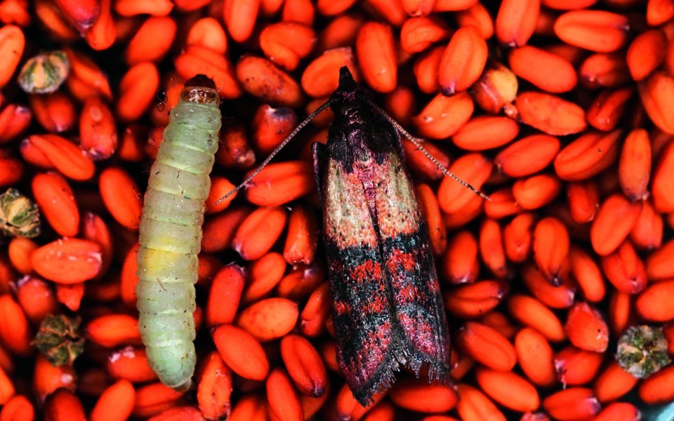 Alle befallenen Produkte müssen umgehend entsorgt werden.