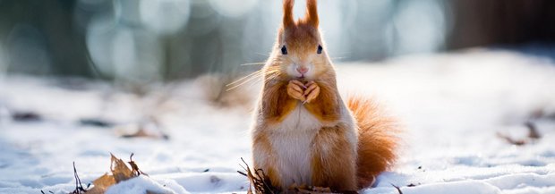 Eichhörnchen im Schnee