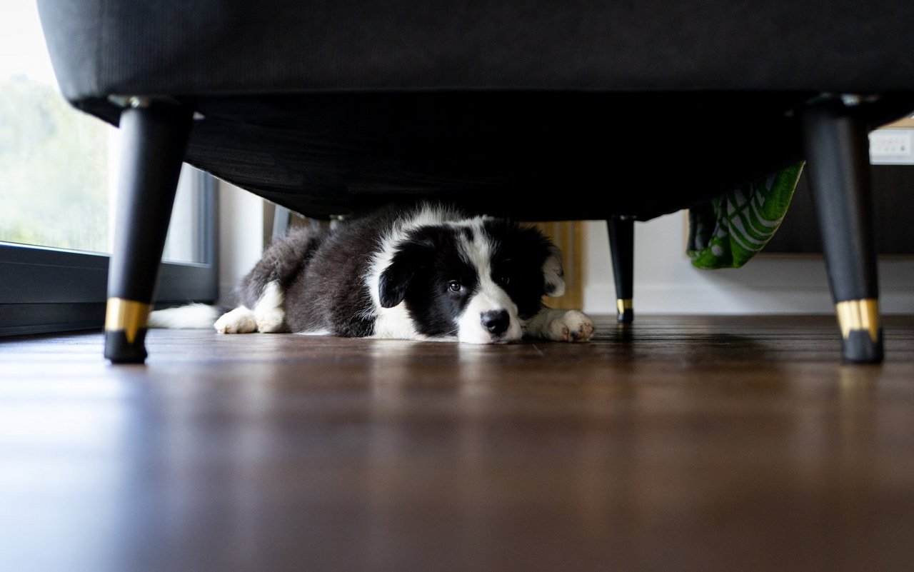 Zuhause fühlen sich Hunde am sichersten.