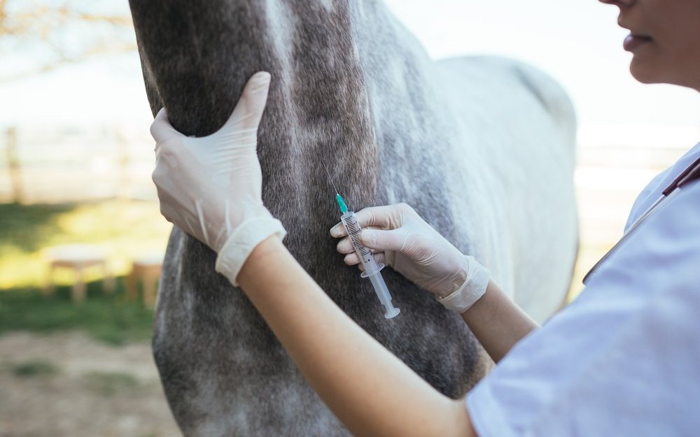 Eine Pferdeversicherung trägt dazu bei, Tierarztkosten zu decken.