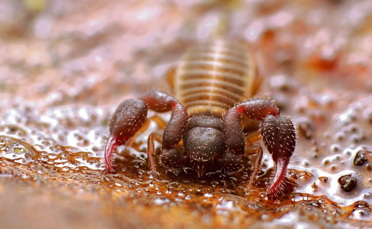 Pseudoskorpione sehen fast genau so aus wie ihre grossen, stechenden Verwandten, bis auf den fehlenden Schwanz.Sie sind Fleischfresser, ernähren sich von anderen Bodenbewohnern und können bis zu 12 Millimeter gross werden.