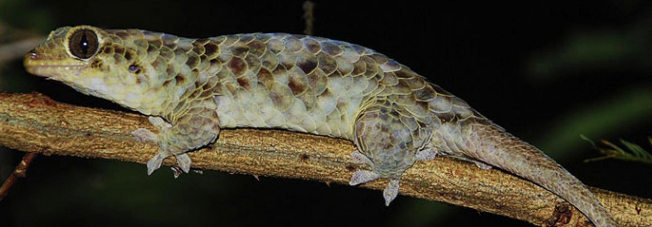 Die einfache Haltung macht Leopardgeckos auch für Terrarien-Neulinge interessant.