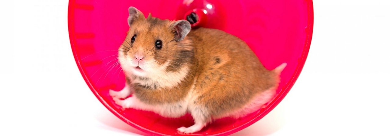 Ein Hamsterrad aus Plastik ist für den Goldhamster nicht ideal.