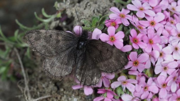 Wehrlis Gletscherspanner auf Blumen