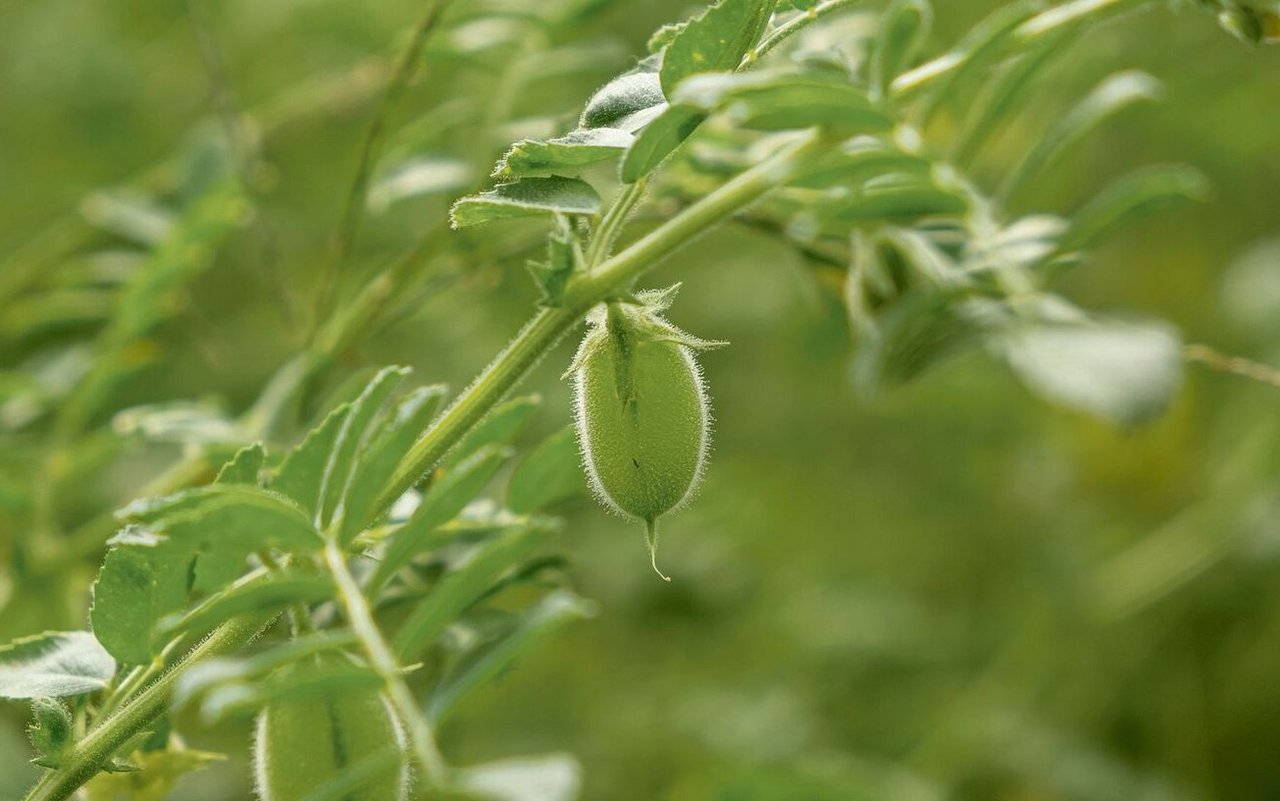 Kichererbsen sind in der Schweiz derzeit noch ein Nischenprodukt. Eines mit grossem Potenzial: Kichererbsen sind reich an pflanzlichem Eiweiss und vertragen Hitze und lange Trockenperioden gut. 