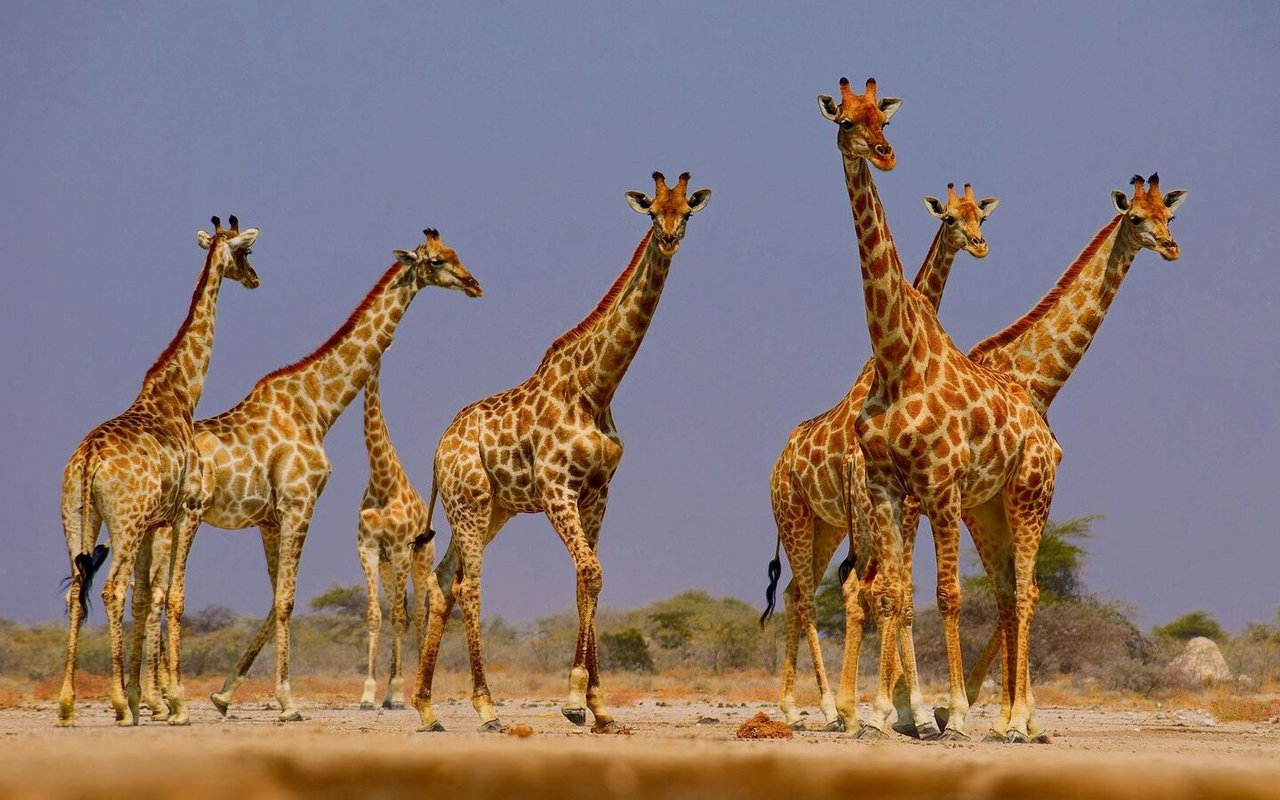 Giraffen ziehen durch die Weite Angolas und prägen erst seit 2023 mit ihrer Silhouette das Bild der offenen Savanne.