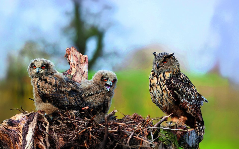 Dank weltweiter Schutzmassnahmen stabilisiert sich die Uhu-Population. 