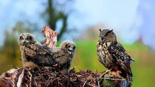 Dank weltweiter Schutzmassnahmen stabilisiert sich die Uhu-Population. 