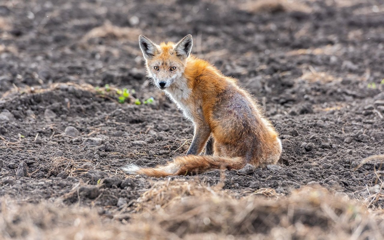 Dieser Fuchs ist krank, denn er leidet an fortgeschrittener Räude und wird daran eingehen. Rufen Sie den Wildhüter oder Jagdaufseher Ihres Kantons, damit dieser das Tier von seinen Leiden erlösen kann.