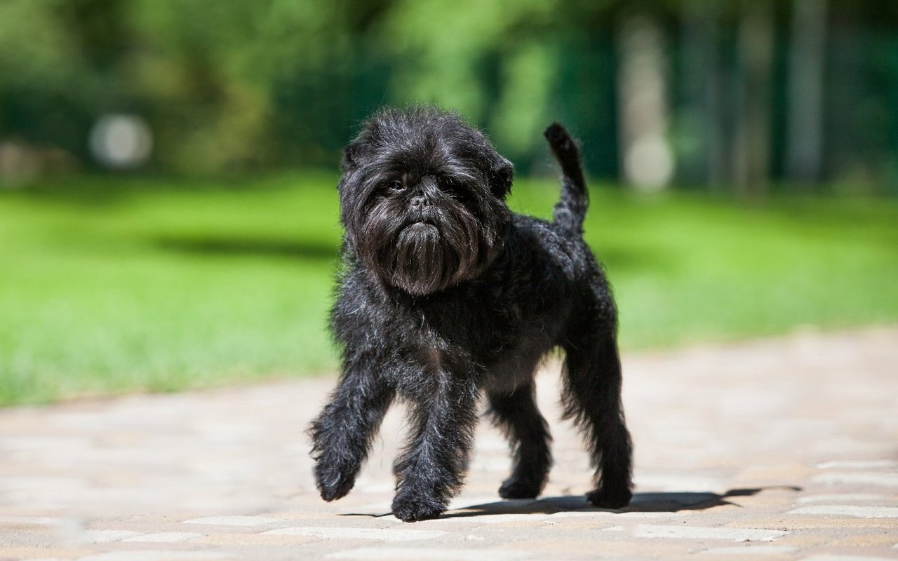 Typisch für den Affenpinscher ist sein drahtiges, zotteliges Fell und der affenähnliche Gesichtsausdruck mit buschigen Brauen, kurzer Schnauze und wachen, dunklen Augen.