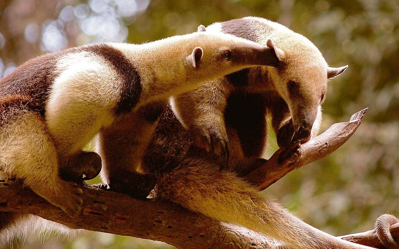 Südliche Tamandua.