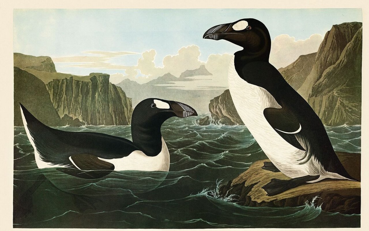 Der Riesenalk kam im Nordatlantik vor und wurde 1852 letztmals gesichtet.