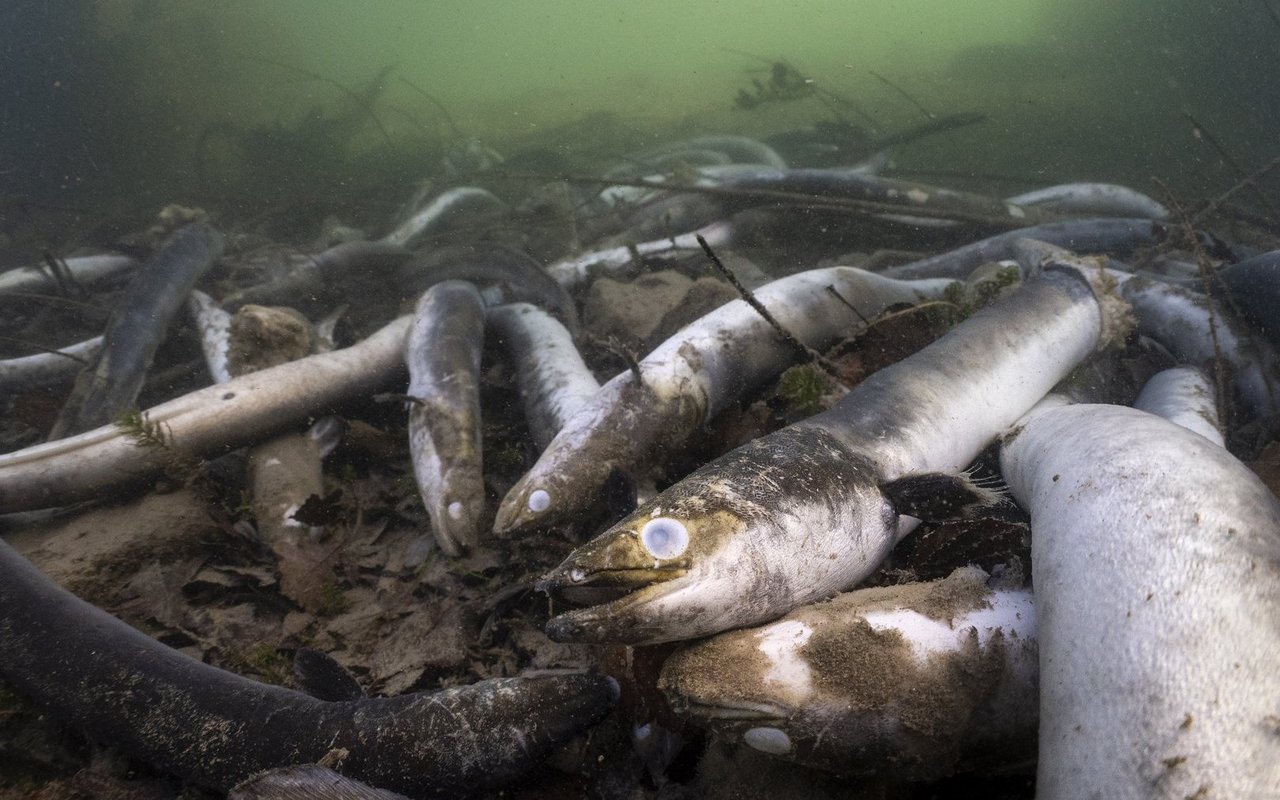 Das Aal-Gemetzel am Hochrhein wiederholt sich, seit die Rheinkraftwerke gebaut wurden.