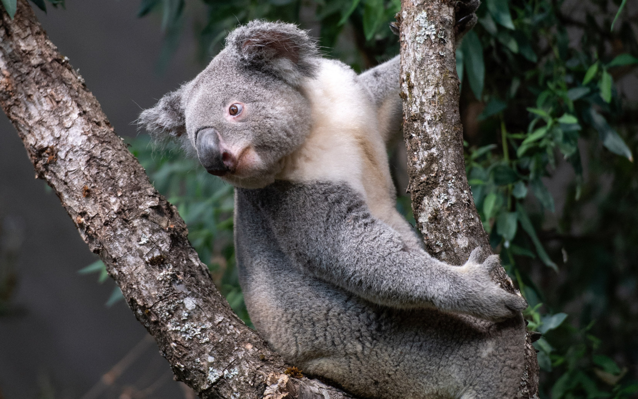 Bei den Koalas erhofft man sich Nachwuchs. 