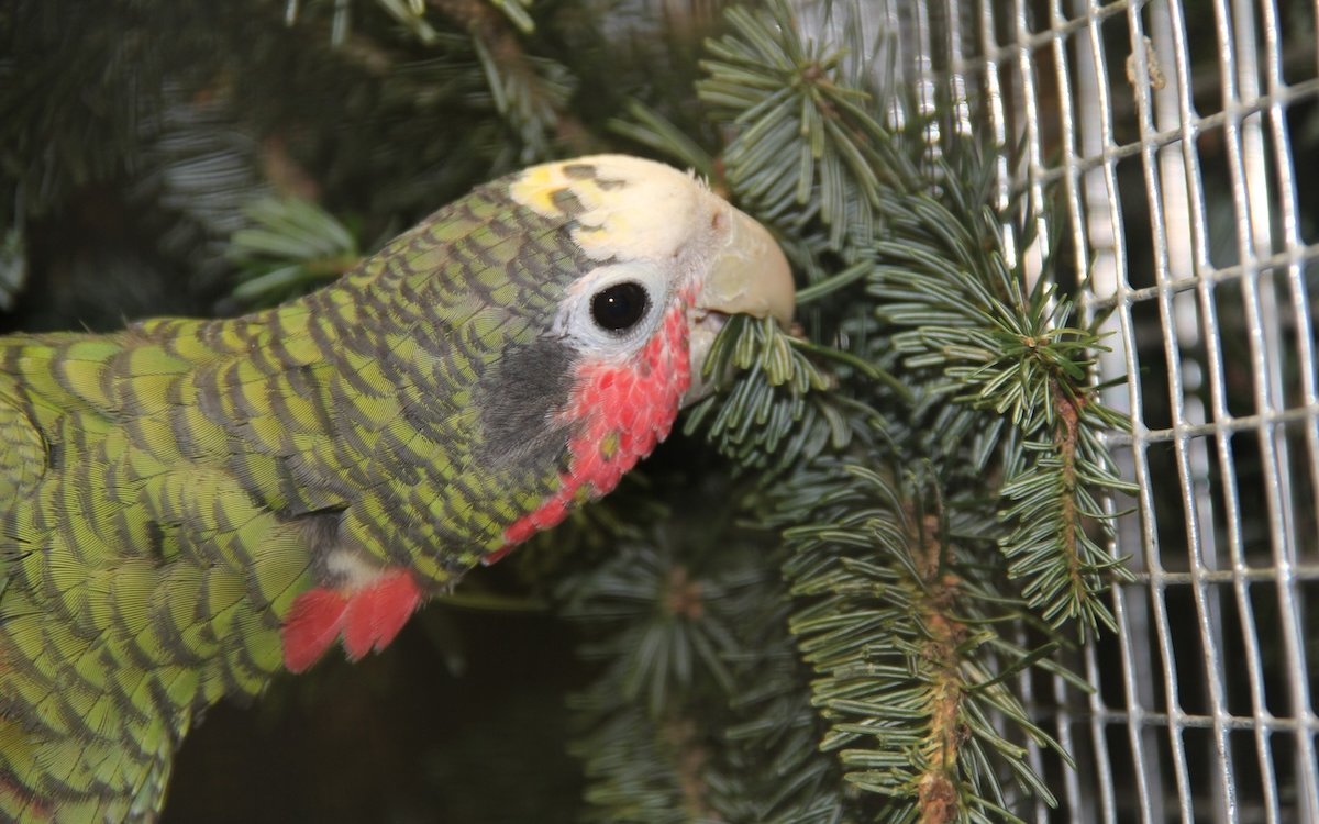 Diese Kuba-Amazone freut sich über einen Tannenast und nagt Nadeln ab. 