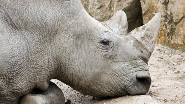 Breitmaulnashorn-Dirk-Vorderstrasse-by-s.jpg