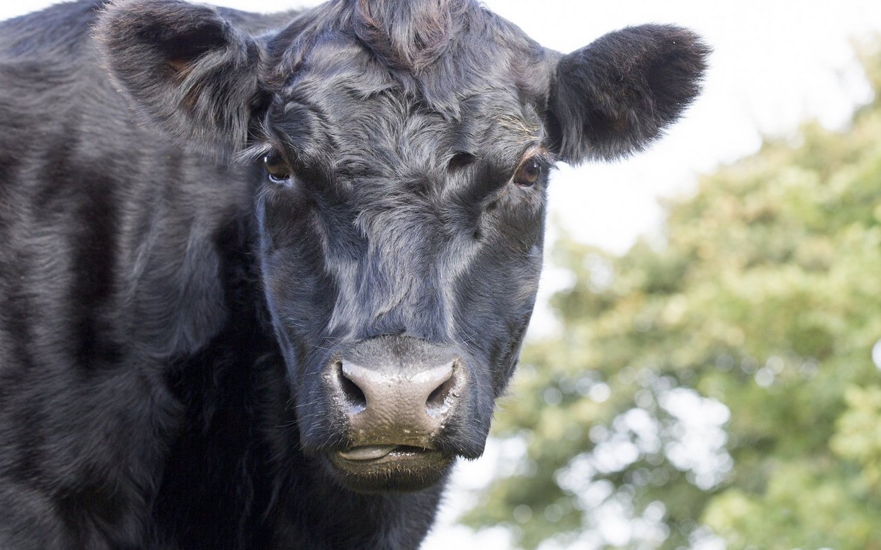 BSE bei Kühen ist eine durch Prionen übertragene und ausgelöste Krankheit. 