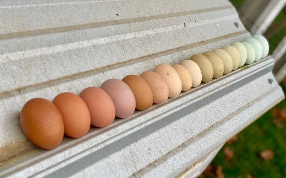 Bunte Hühnereier stammen von spezialisierten Rassen, die genetisch bedingt farbige Schalen produzieren.
