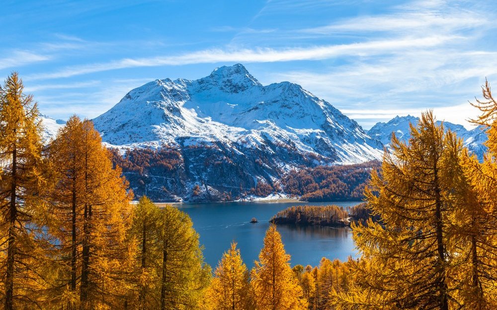 In der Schweizer Bergwelt gedeihen besonders viele Nacktsamer, wie die Lärchen am Silser See im Graubünden.