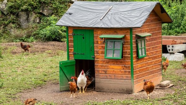 Schweizer Bauern halten immer mehr Hühner tierwelt.ch TierWelt