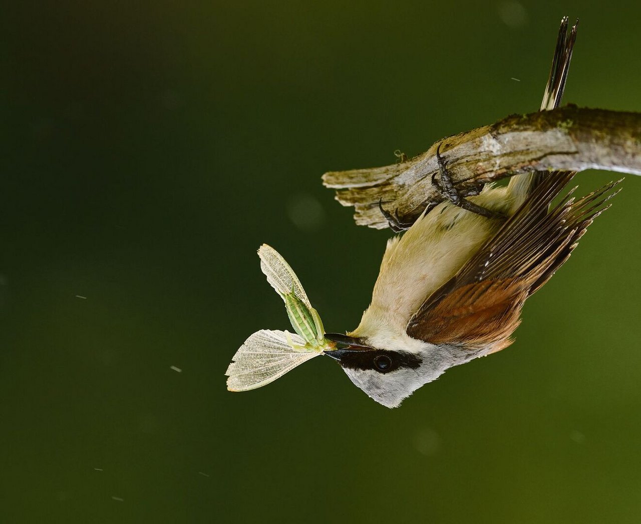 Ein Neuntöter hatte Jagdglück.