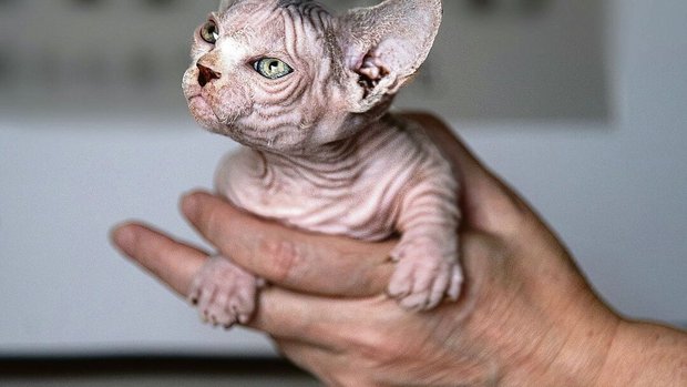 Bullycats, eine Kreuzung von Sphynx- und Munchkin-Katzen