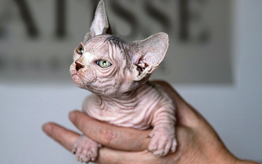 Bullycats sind eine Kreuzung aus Sphynx- und Munchkin-Katzen.