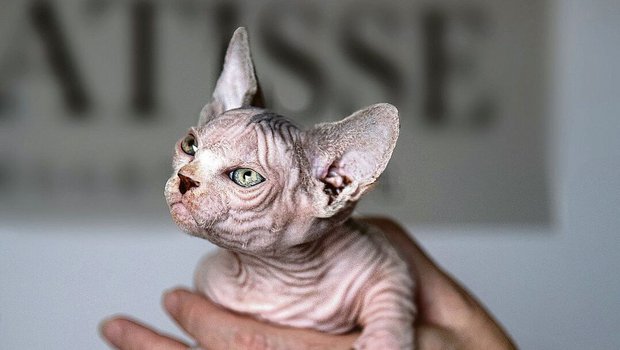 Bullycats, eine Kreuzung von Sphynx- und Munchkin-Katzen