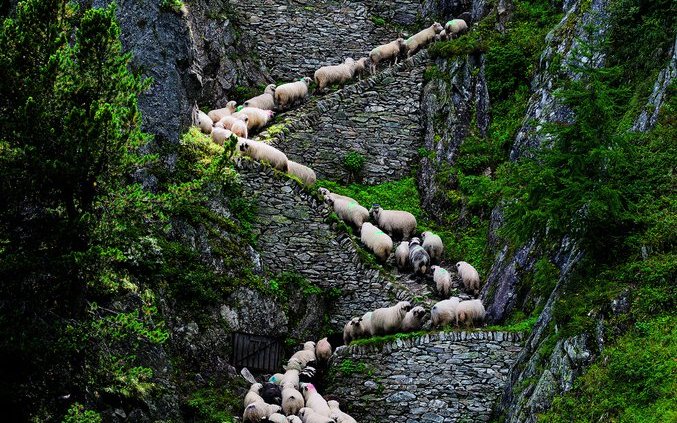 Ein Schafaufzug auf die Belalp.