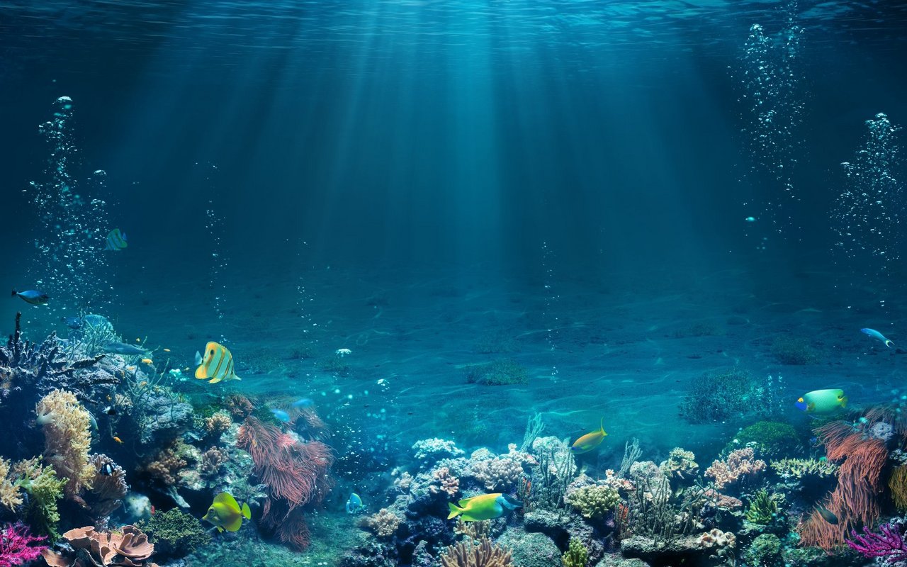 Die Unterwasserwelt wird häufig durch Lärm gestört. 