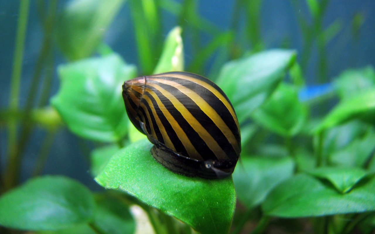 Schnecken wie die hübsche Zebrarennschnecke sind schöne Hingucker im kleinen Becken. 