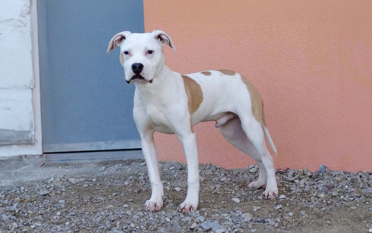 Vor zwanzig Jahren waren «Kampfhunde» in. Als ein Hundegesetz erlassen wurde, war der Hype vorbei.