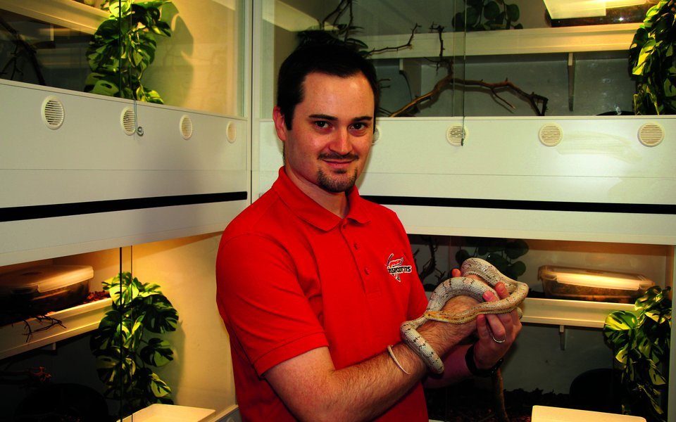 Michel Knuchel hat sich auf die Zucht verschiedener, attraktiver Kornnatter-Morphen spezialisiert. 