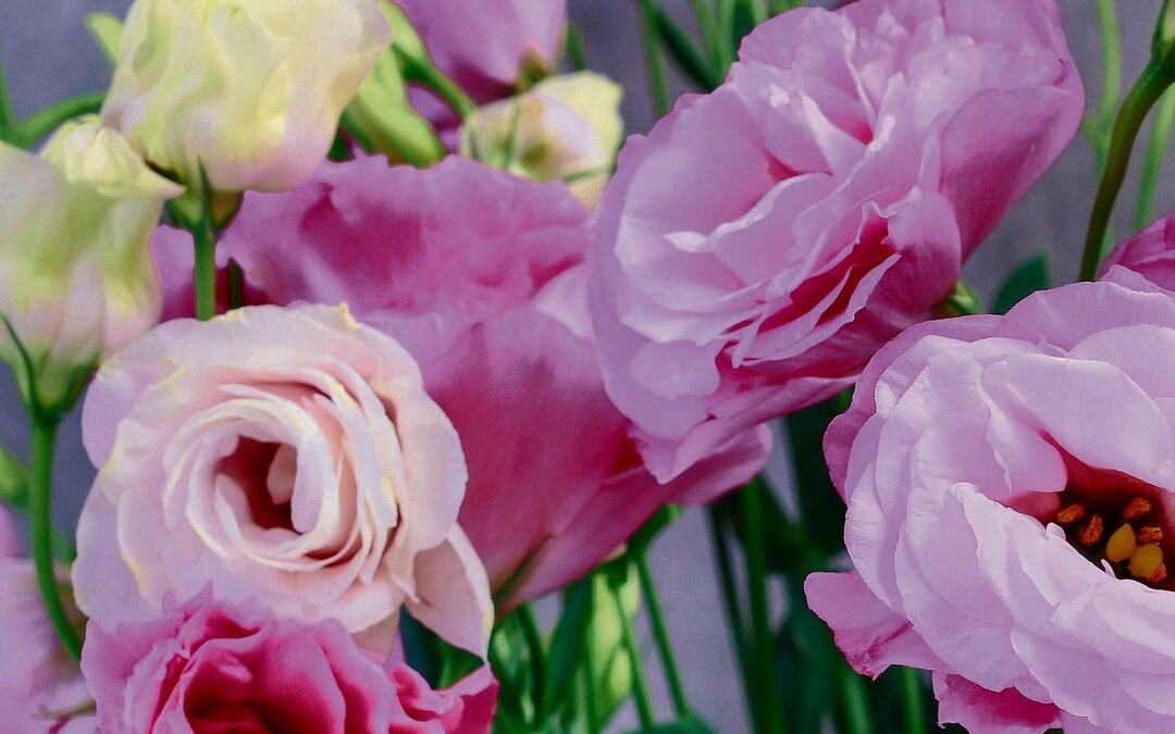 Eustoma oder Lisianthus