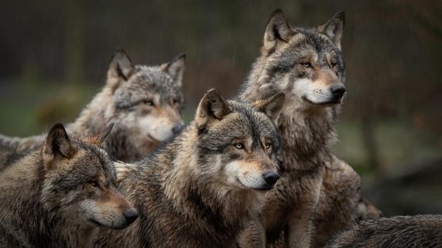 Vier Wölfe schauen nach rechts