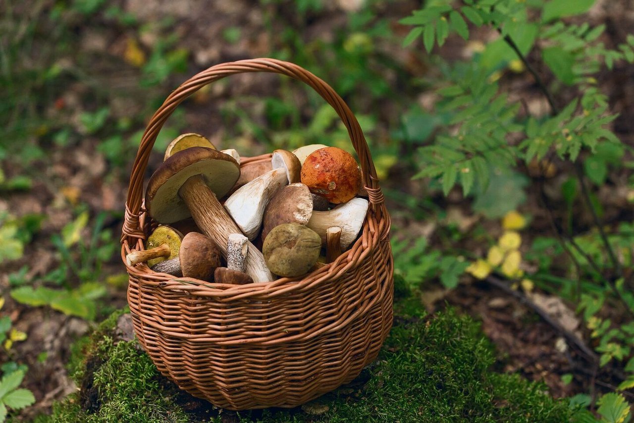 Steinpilze gehören zu den beliebtesten Pilzebei Sammlerinnen und Sammlern.