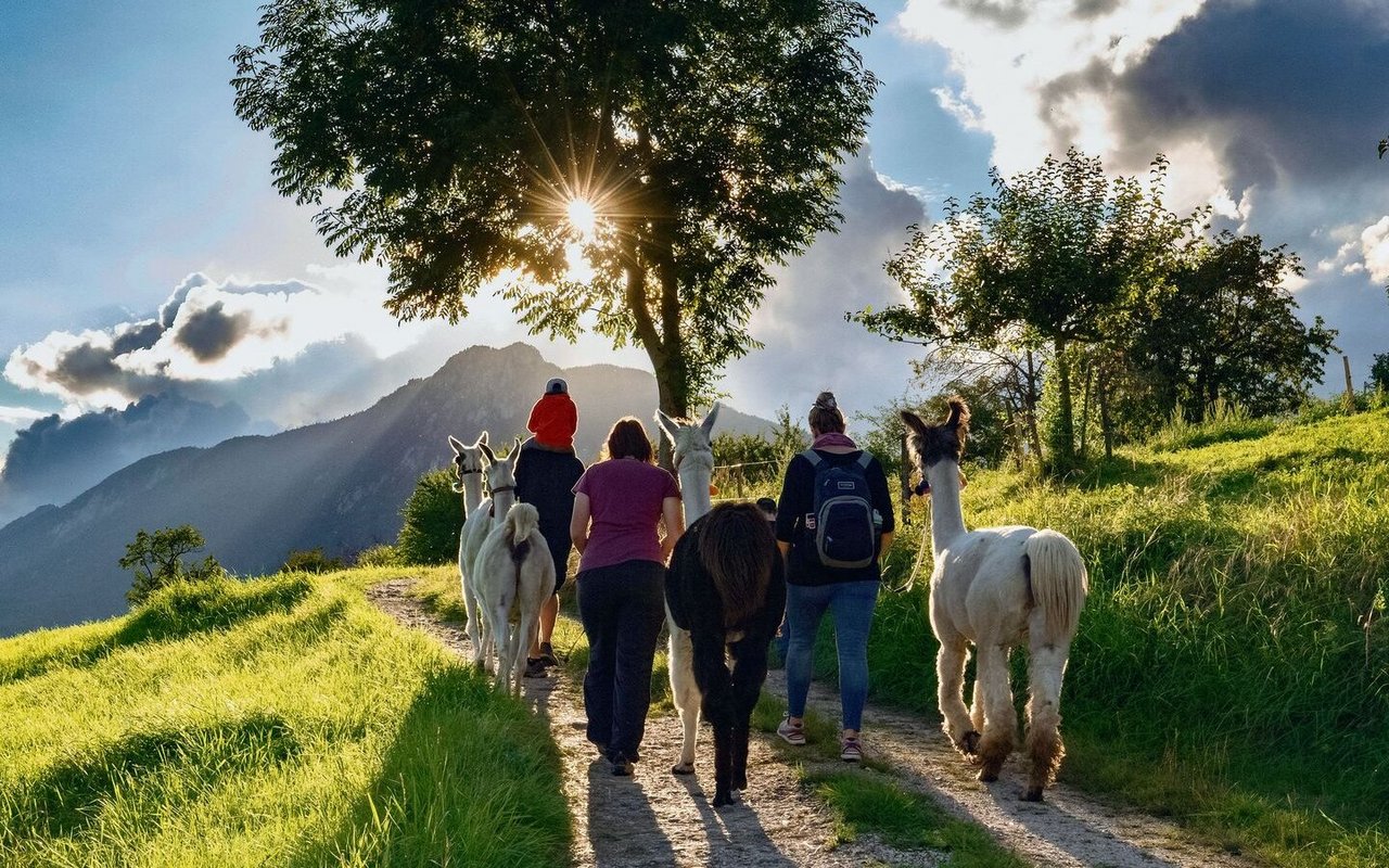 AmaLama bietet Trekkings, Kindergeburtstage und Besuche im Altenheim an.