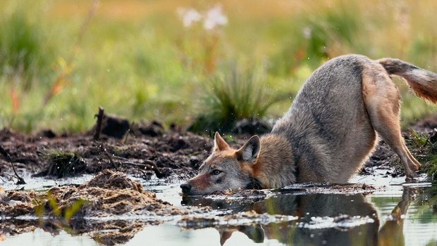 Der Wolf ist von selber wieder in die Schweiz eingewandert. 