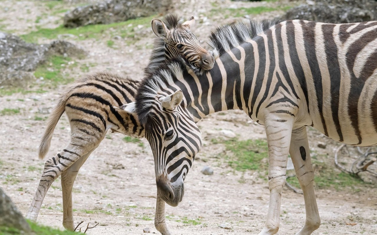 Die Zebra-Mutter sorgt sich um ihr Junges. 