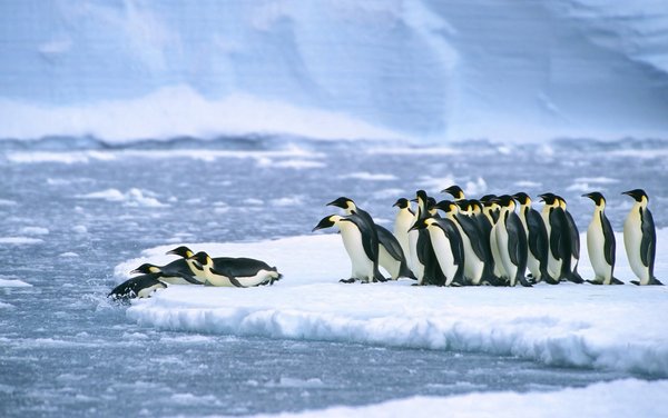Warum Gibt Es Keine Pinguine Am Nordpol