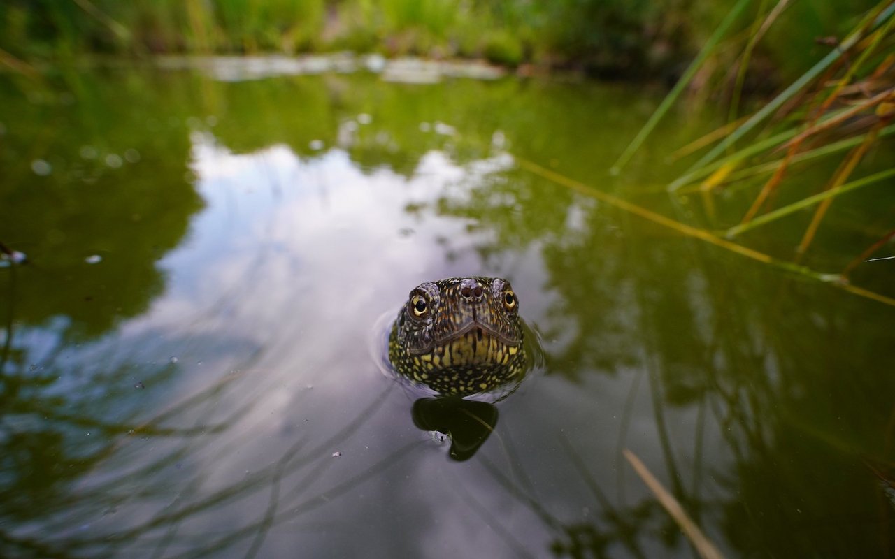 Die Europäische Sumpfschildkröte ist ein sehr scheues Tier.