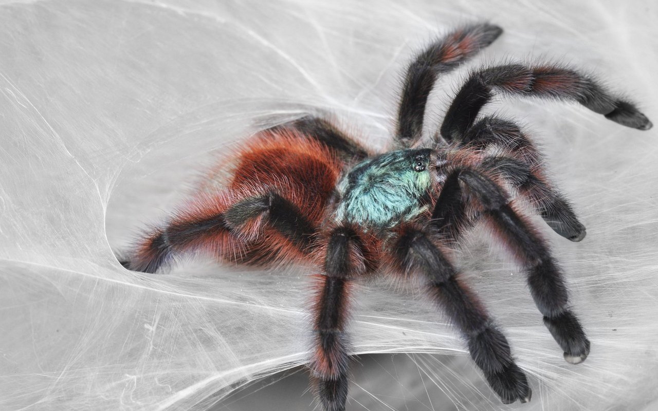 Die baumbewohnende Martinique-Baumvogelspinne (Avicularia versicolor) stellt hohe Ansprüche an ihre Umgebung.