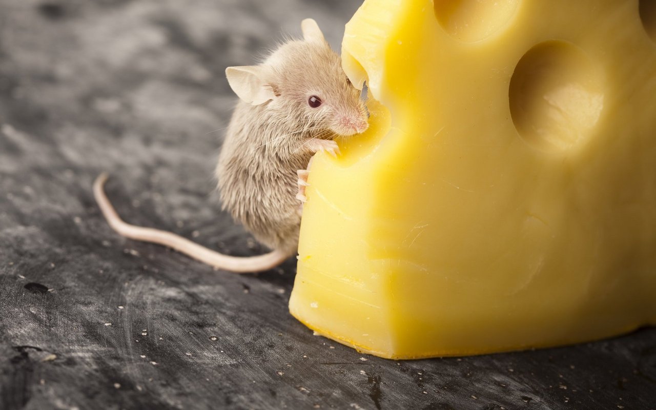 Mäuse sind nicht wirklich verrückt nach Käse. 