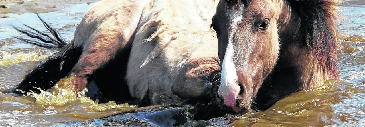 In stehenden Gewässern leben Bakterien, die bei Pferden Mondblindheit auslösen können.
