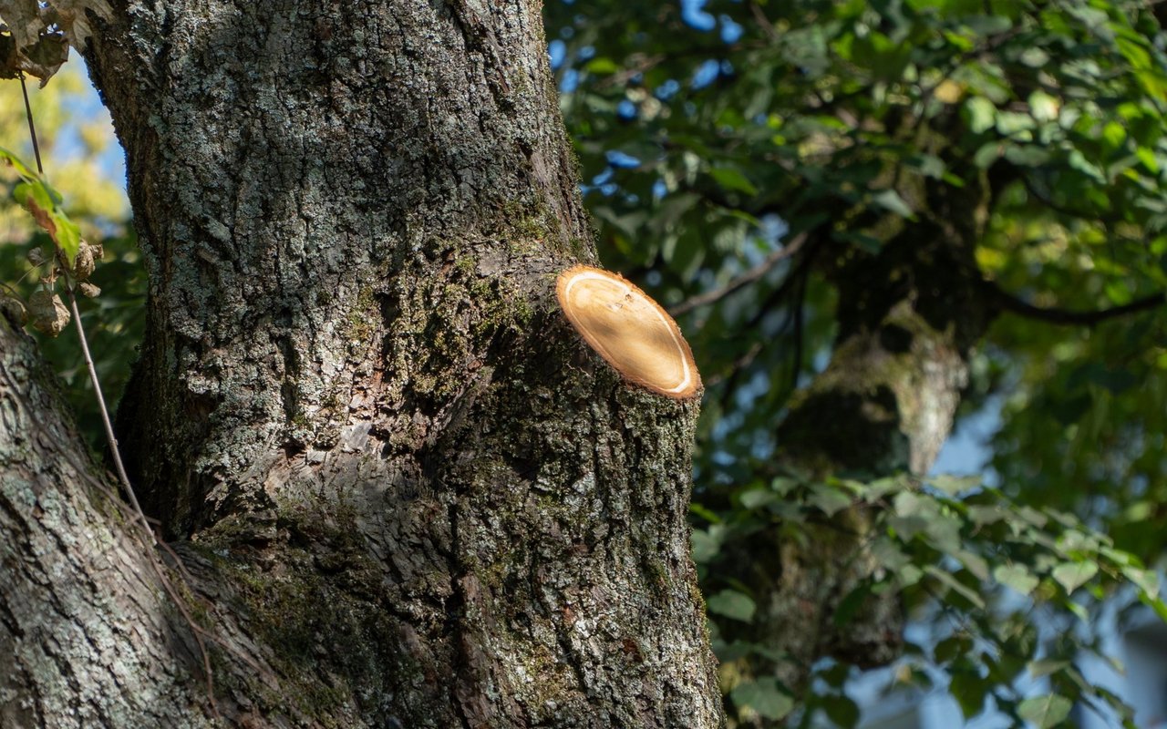 Die Pflegeschnitte sind so gewählt und ausgerichtet, dass sie dem Baum möglichst wenig schaden.