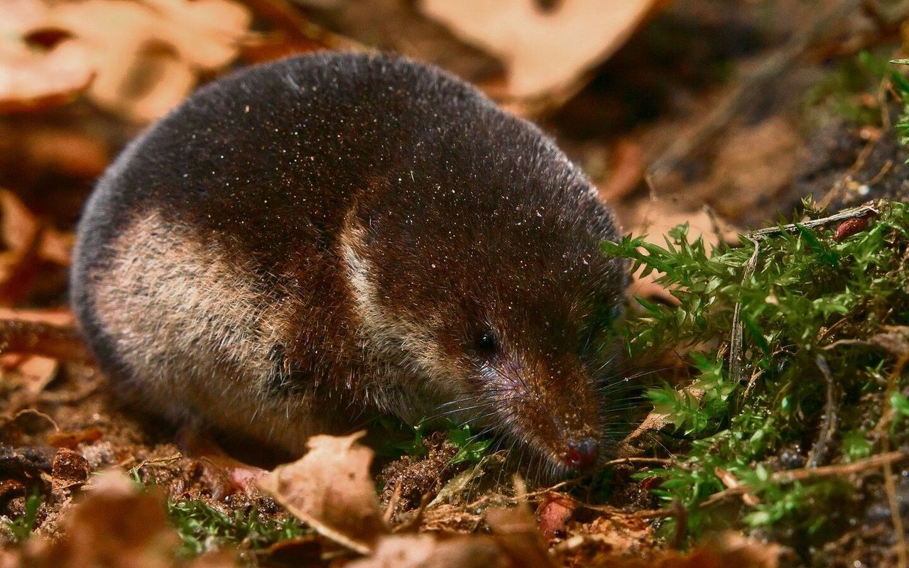 Der stärkste Konkurrent der Waltspitzmaus, die Schabrackenspitzmaus.