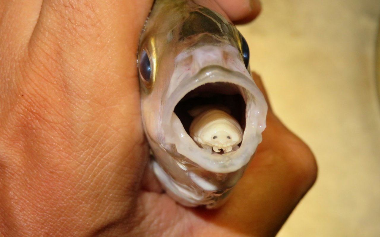 Die Assel ersetzt die Zunge des Fisches. 