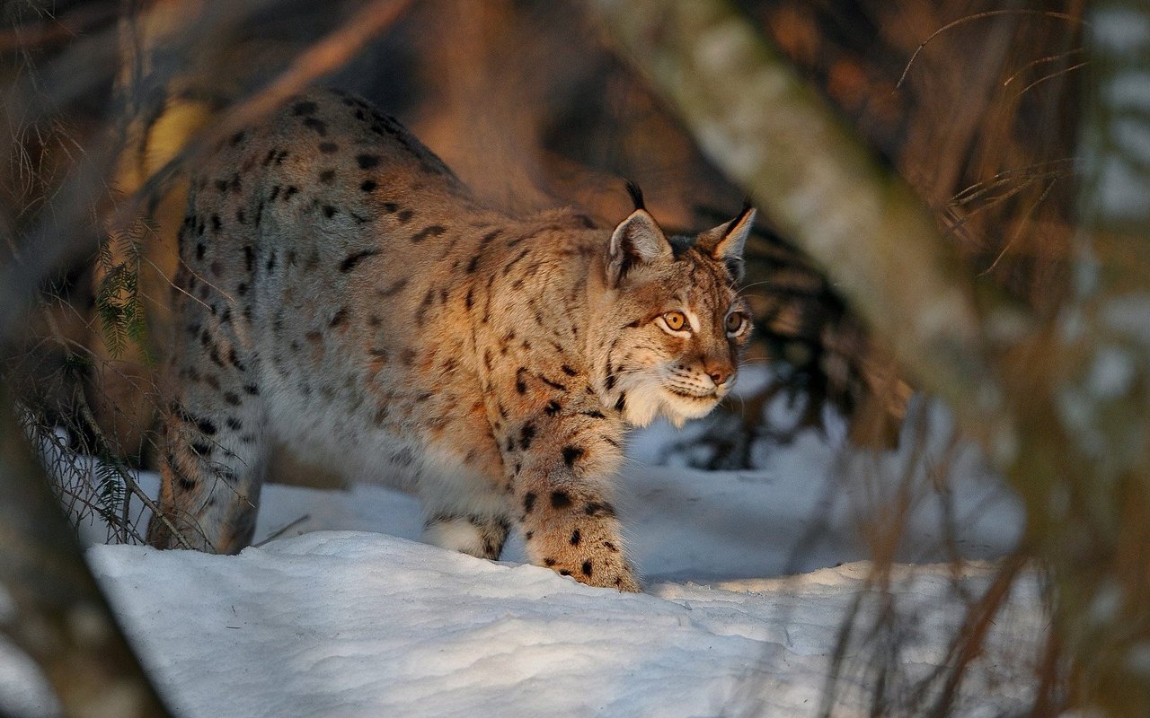 Der Luchs ist scheu und wird deshalb als "Geist des Waldes" bezeichnet.