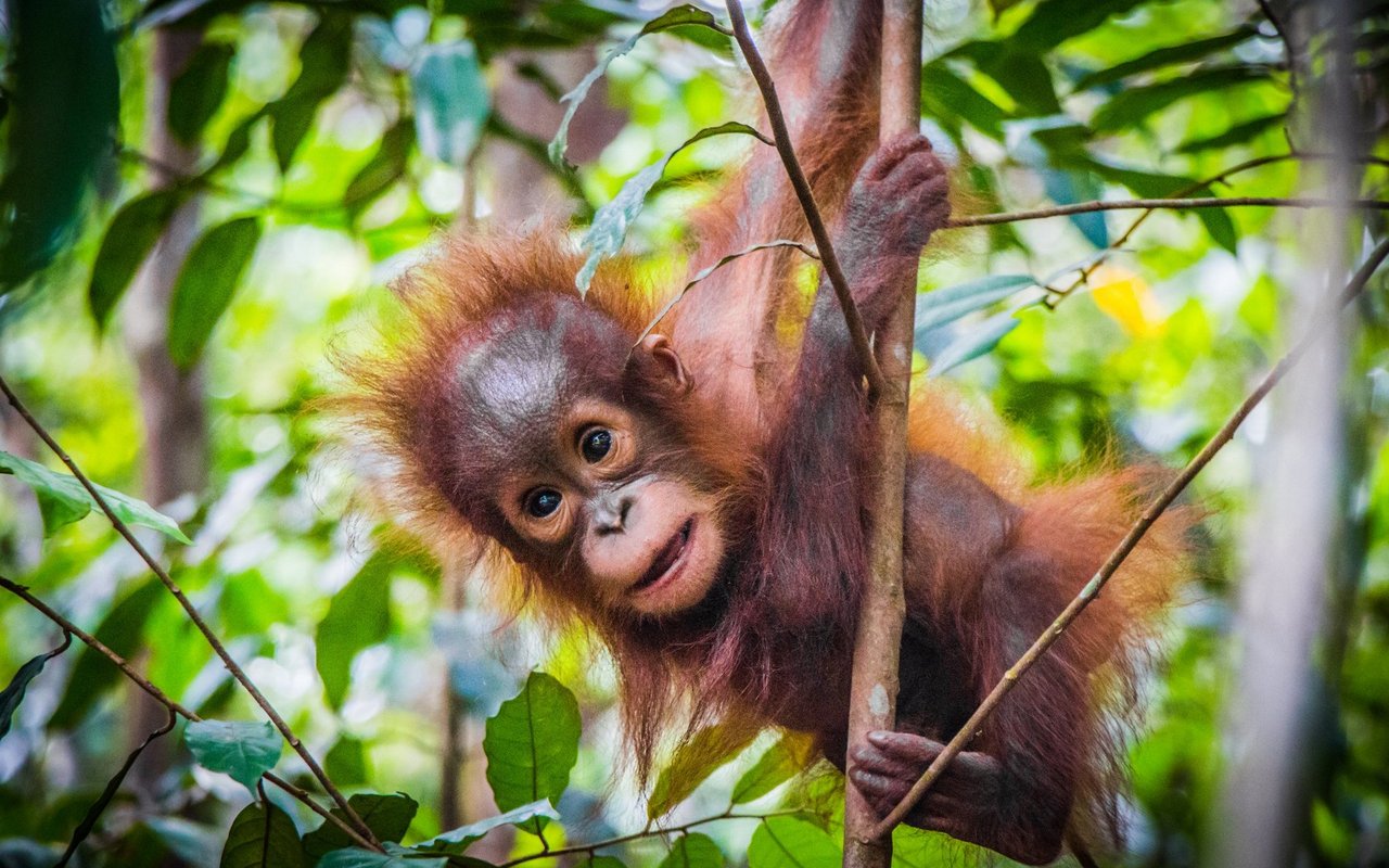 Der aktuelle Bestand der Borneo-Orang-Utans werde auf nur noch ca. 55.000 bis 100.000 geschätzt.