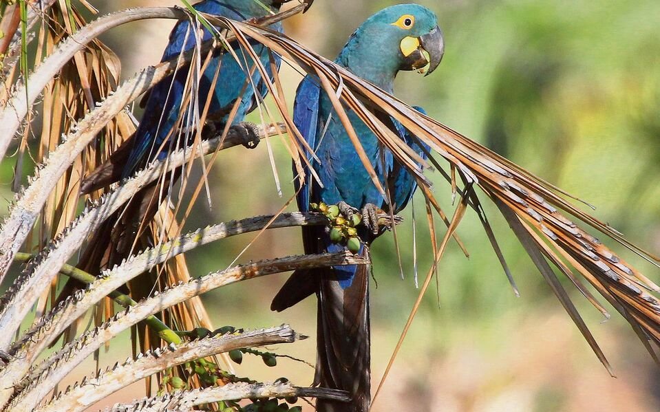 Lear Aras sind sehr selten und bekommen nur in der Caatinga im Nordosten Brasiliens vor. Sie ernähren sich von Nüssen der Liduri-Palme.